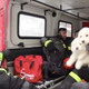 Illustration for article titled Three Puppies Rescued After Deadly Italian Avalanche